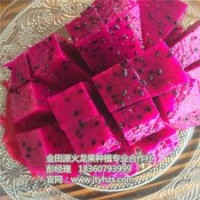 火龍果苗_金田源火龍果苗頗享盛譽(yù)_火龍果苗批發(fā)