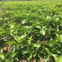 愛媛38號(hào)果苗基地直供