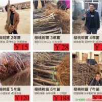 供應(yīng)1-6cm櫻桃樹苗山東煙臺(tái)苗圃現(xiàn)挖