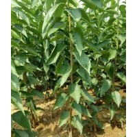 大量供應(yīng)櫻桃樹山東煙臺(tái)苗圃現(xiàn)挖