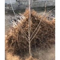 供應(yīng)煙臺(tái)大櫻桃樹苗直徑3cm分支苗