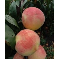 供應(yīng)精品公斤王桃苗