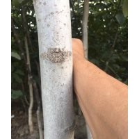 河北省內出售核桃苗