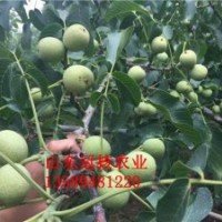 出售早實核桃苗 哪里有核桃苗買 核桃苗價格怎么樣