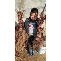 出售大量葡萄苗葡萄樹