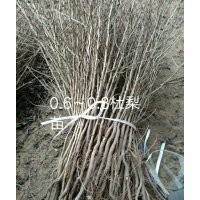 出售杜梨苗八棱海棠苗梨樹苗蘋果苗毛桃苗