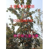 3公分4公分5公分柿子樹低價出售