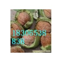 臨沂優(yōu)質(zhì)核桃苗，沂蒙薄殼核桃苗，中農(nóng)短枝核桃苗。