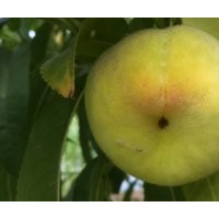 供應(yīng)黃金蟠桃苗