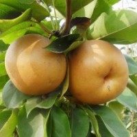 圖片，梨苗圖片，晚秋黃梨苗，秋月梨苗，黃金梨苗。