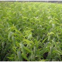 桃樹品種苗紅不軟春雪早鳳王