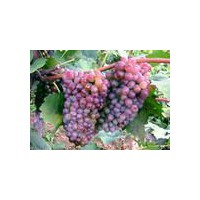 大量出售著色香葡萄苗，批發(fā)著色香葡萄苗