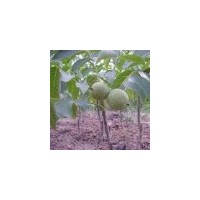 大量批發(fā)核桃苗