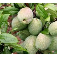 長俊木瓜苗，長香木瓜苗，一品香木瓜苗，