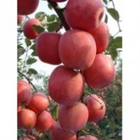 蘋果苗，嘎啦蘋果苗，富士王蘋果苗，神富一號蘋果苗