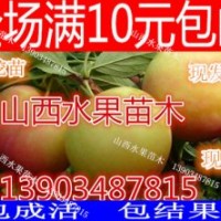山西李子苗價格 李子苗批發(fā)報價 嫁接成品品種李子苗