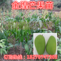 當(dāng)年結(jié)果/嫁接苗/果樹苗/金煌芒果苗/芒果樹苗木/正品盆載果樹苗