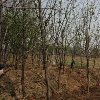 大量批發(fā)柿子樹