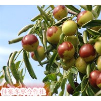 大量供應(yīng)0.5--80公分棗樹