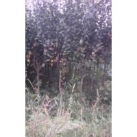 李子苗價格@山西李子苗基地@李子苗圖片