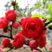 木瓜，木瓜苗，木瓜海棠苗