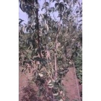 蘋果苗鈣果苗葡萄苗核桃苗海棠苗皂角苗價(jià)格