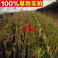 當(dāng)年可食用 紅芽香椿 紅油香椿樹