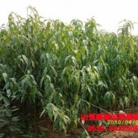 山東扁桃苗批發(fā)