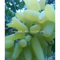 吉林蜜汁葡萄苗，出售德惠白雞心葡萄苗