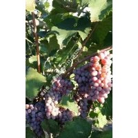  茉莉香葡萄苗合作社、茉莉香葡萄苗批發(fā)@ 出售茉莉香葡