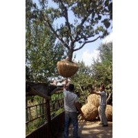 供應(yīng)3--30的山楂樹