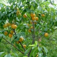 長(zhǎng)期供應(yīng)杏樹(shù)苗