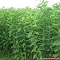 長(zhǎng)期供應(yīng)桃樹苗、杏樹苗、李子苗