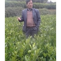 最新柑橘樹苗價(jià)格