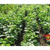 哪家榛子苗質(zhì)量好