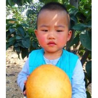 臨沂金秋香梨苗，只此一家，金誠苗木繁育中心