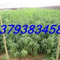 桃樹苗 春雪桃苗 映霜紅 永蓮蜜桃樹苗