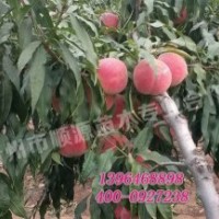 青州豐產(chǎn)期映霜紅桃苗廠家