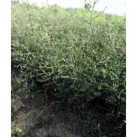 供應(yīng)紅桔小苗