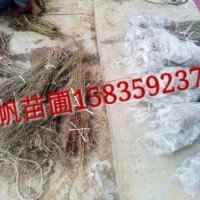 供應(yīng)農(nóng)大7號鈣果苗、農(nóng)大7號鈣果苗圖片、農(nóng)大7號鈣果苗價格