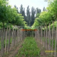 葡萄苗開(kāi)花；葡萄苗價(jià)格便宜了；葡萄苗求購(gòu)