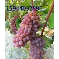 葡萄苗新品種玫瑰露、抗寒豐產(chǎn)·吉林葡萄苗