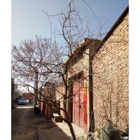 供應(yīng)各種規(guī)格軟籽石榴樹(shù)