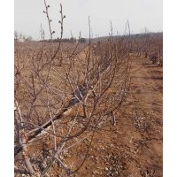 出售青皮無花果樹，3年樹，還有直徑10cm以上大樹，量多