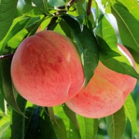 山西果樹苗批發(fā) 水果苗木出售 苗木價格