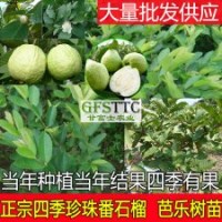 番石榴苗 四季番石榴苗 臺(tái)灣四季珍珠番石榴苗 芭樂(lè)樹(shù)苗 廣西大量