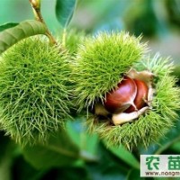 臨沂板栗苗供應(yīng)，板栗苗價(jià)格，板栗苗批發(fā)，苗好價(jià)優(yōu)