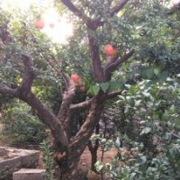 棗莊嶧城冠世榴園石榴苗木