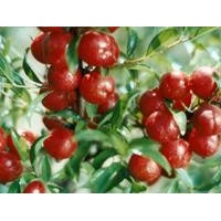 鈣果苗、鈣果苗價(jià)格