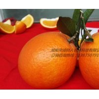 湖南湖北種植紐荷爾臍橙苗30公分以上基地批發(fā)